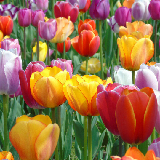 10 Pack Beautiful Colorful Perfume Tulip Flower Seeds Premium Rainbow Flower Bonsai Seeds Home Garden Plants - Colorful