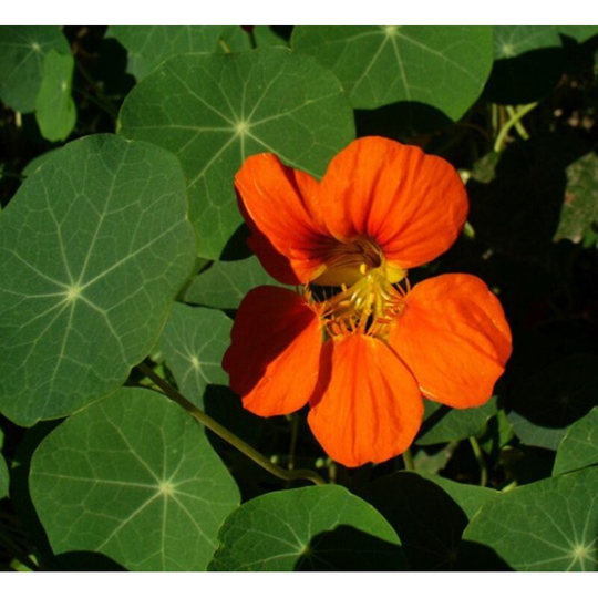 Garden Nasturtium Orange Glitter Seeds Annual Flowering Non Gmo For Planting | 201959