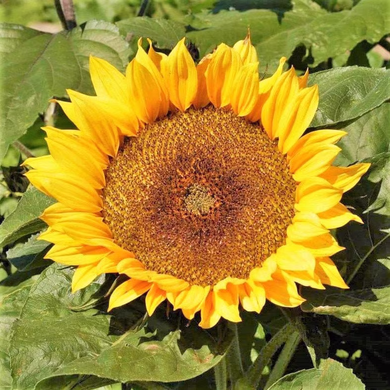Dwarf Sunspot Sunflower Seeds | Helianthus Anuus Short Stuff Big Smile Yellow Sun Flower Container Flowers Seed 2023 Season Fast Shipping