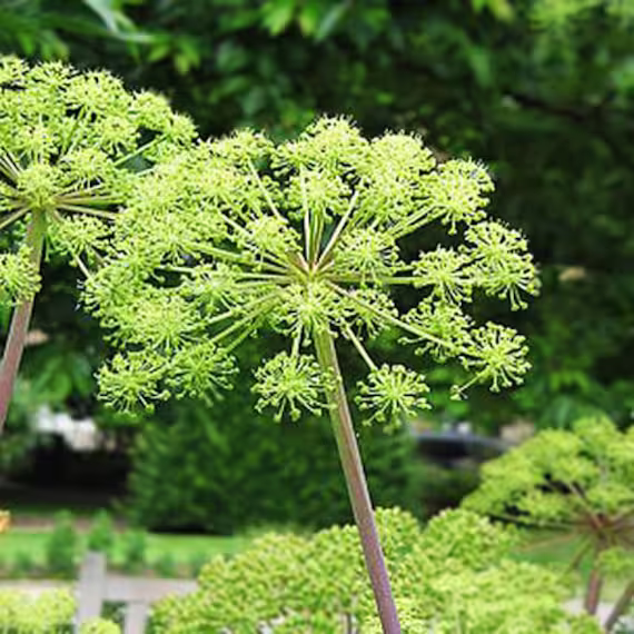 Angelica - 120 Seeds Holy Ghost Archangelica Officinalis Herb