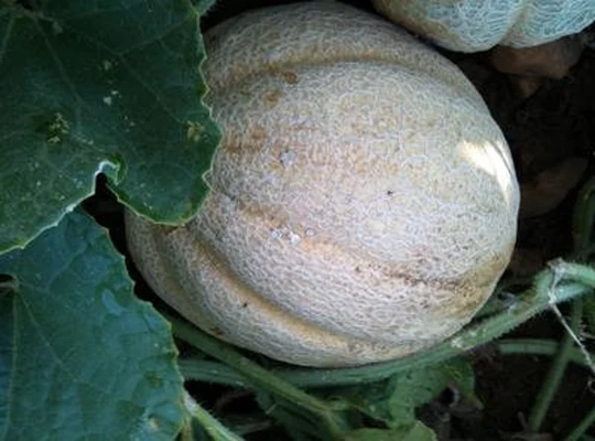 Missouri Gold Muskmelon Organic Seeds