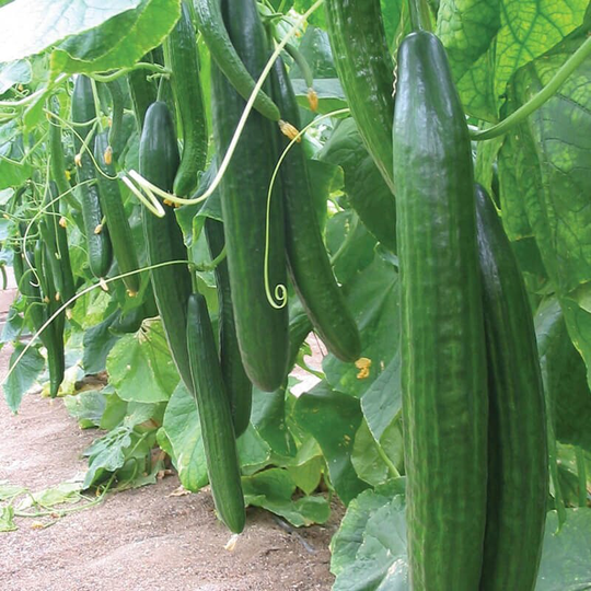 15 Cucumber Chinese Slangen Seeds