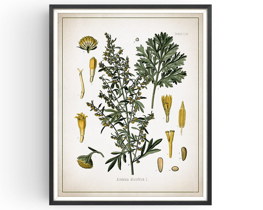 Absinthe - Wormwood Botanical Print Vintage Absinthe Art Medicinal Plant Botany Kitchen Decor Unframed