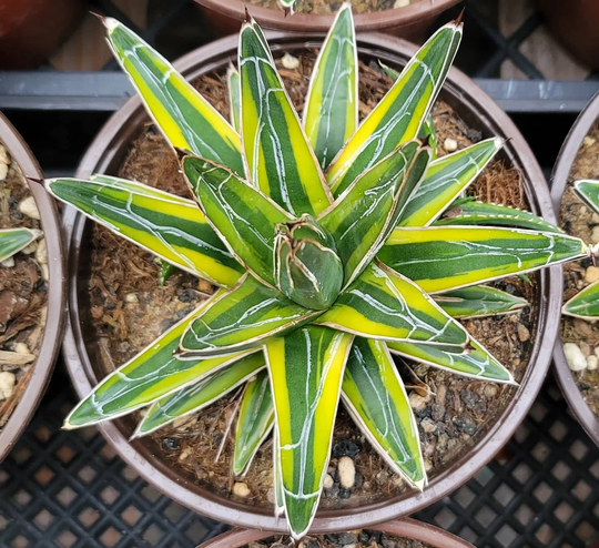 Agave Victoria Reginae Variegated - 6