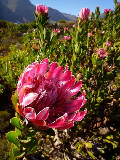 Protea Compacta, X5 Seeds South Africa's National Flower, Bot River