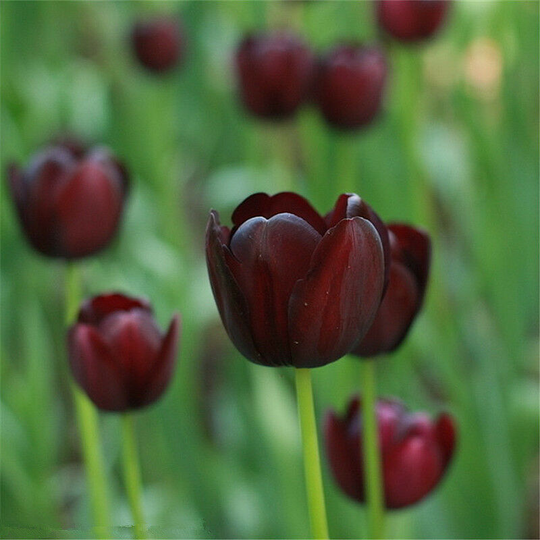 10Pcs Bag Beautiful and Colorful Perfume Tulip Flower Seeds High-Grade Rainbow Flower Bonsai Seeds Home Garden Plant-black