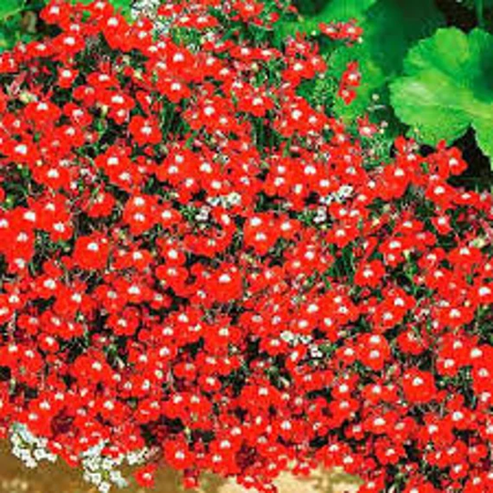 Natural Flower Lobelia Ruby Falls Ukraine Seeds Organic