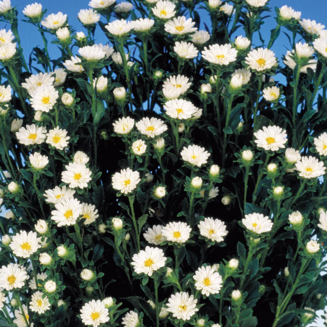 Aster Seeds 50 Serenade White Cut Flower