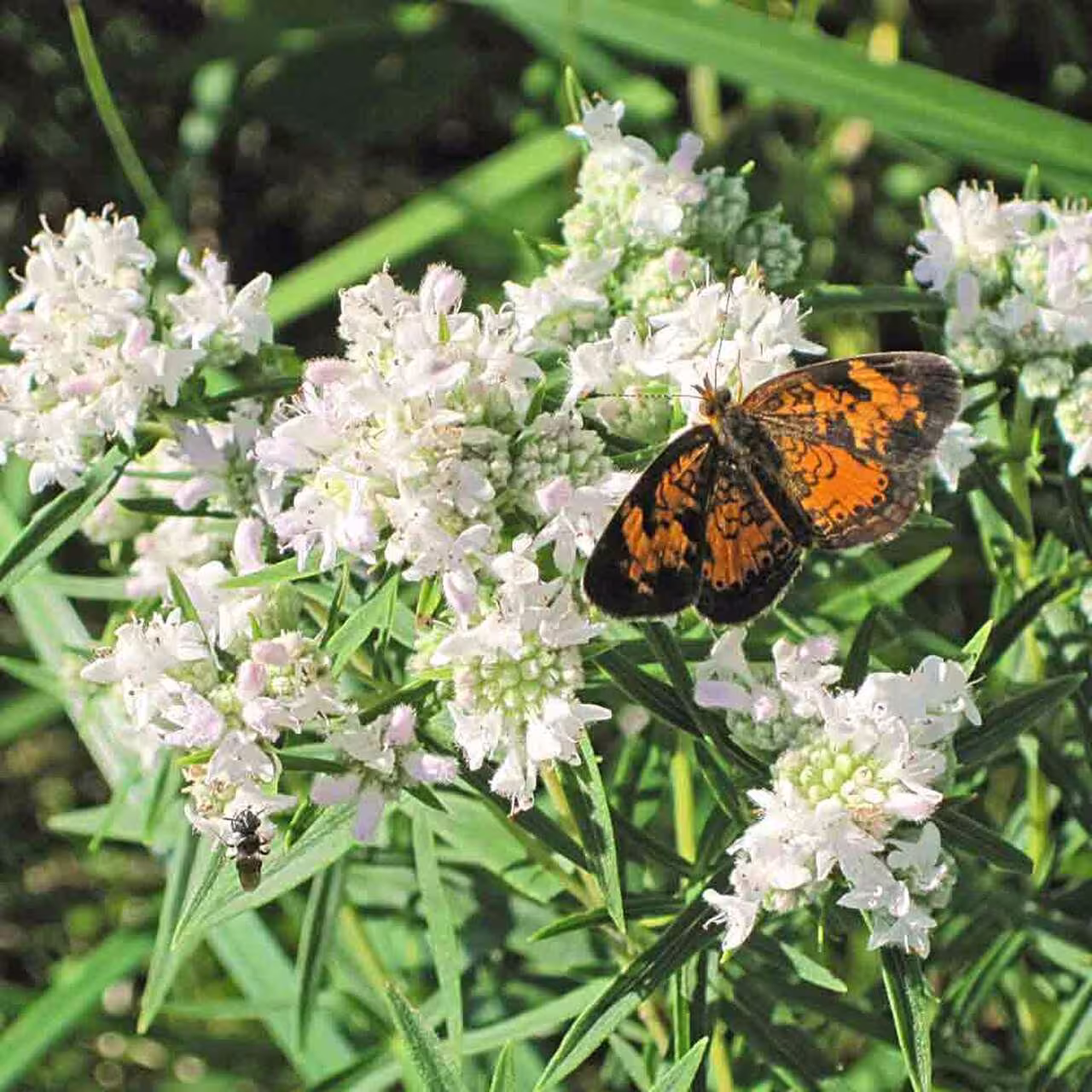 Mountain Mint, Virginia Plant