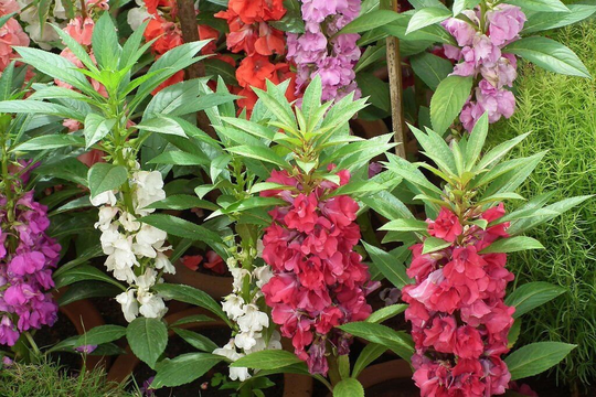 Balsam Tom Thumb Mixed Approx. 30 Seeds | Impatiens Balsamina Dwarf Balsam