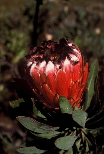 Protea Nerifolia Pink, X5 Seeds South Africa's National Flower