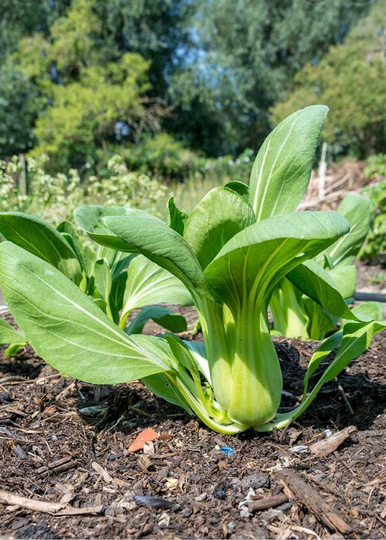 Organic Bok Choy Seeds | 100+