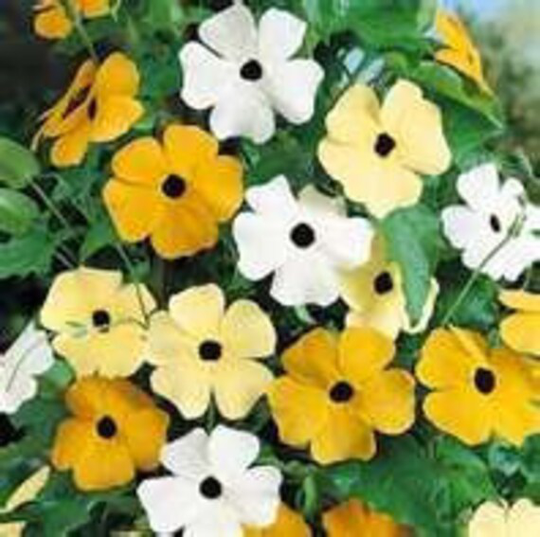 35 Heirloom Black-Eyed Susan Susie Mix Vine Flower Seeds