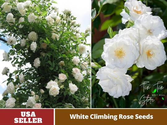 30 Rare Seed | White Climbing Rose Seeds-Perennial-Authentic Seeds-Flowers -Organic. Non Gmo -Vegetable Seeds-Mix Seeds For Plant-B3G1 #1100