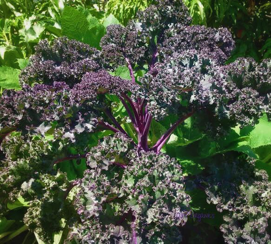 Kale Curly Scarlet 90 Seeds | Winter Hardy, Traditional European Favourite Rare