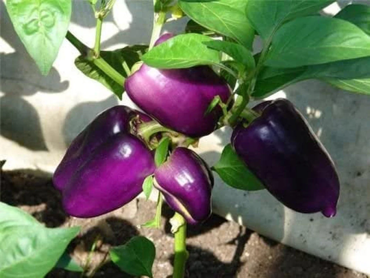 Rare Ukrainian Organic Vegetable Pepper Seeds "Laylak Bell
