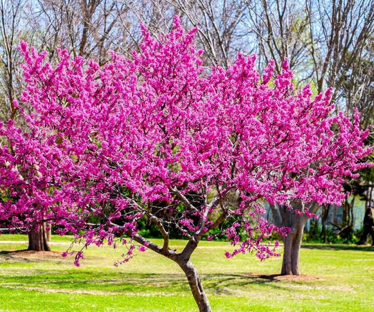 Redbud Tree | Cercis Canadensis Seeds