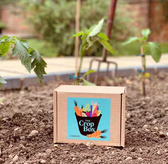 Grow Your Own Carrots Kit