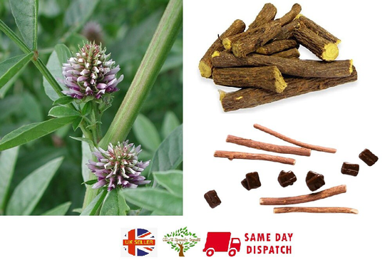 Liquorice | Glycyrrhiza Glabra | 20 Seeds Licorice Herb Same Day Dispatch