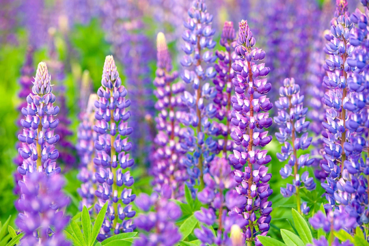 Perennial Lupine Seeds | Non - Gmo
