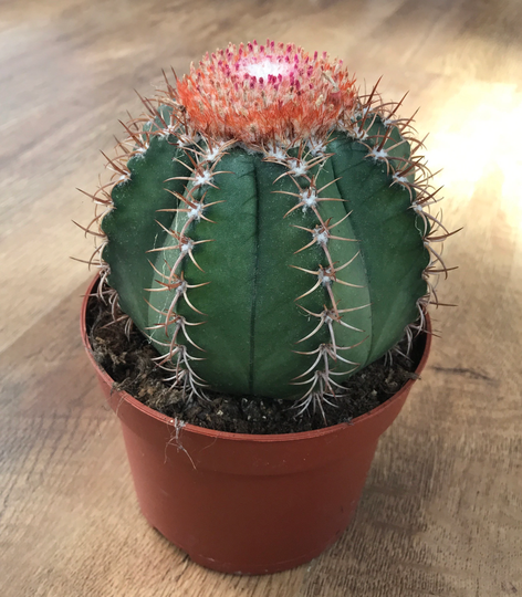 Large Melocactus Matanzanus | Cephalium | Turk's Cap Cactus 11cm Pot ~ Rare Cactus Fathers Day Gift For Dad