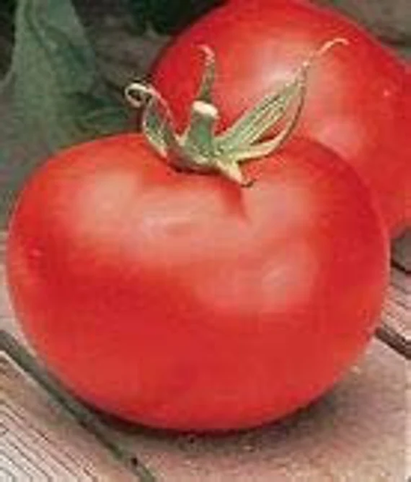 Tomato Seed - Better Boy Hybrid Seed-35 Seed Count