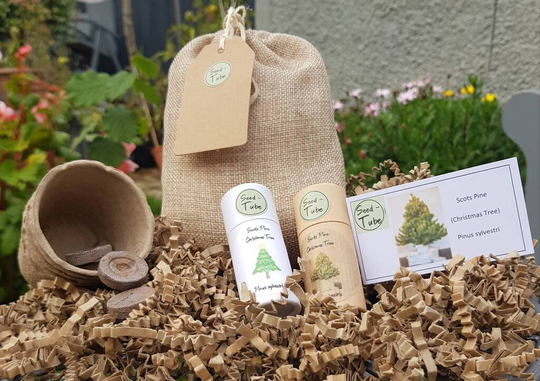 Grow Your Own Christmas Tree Gift Set
