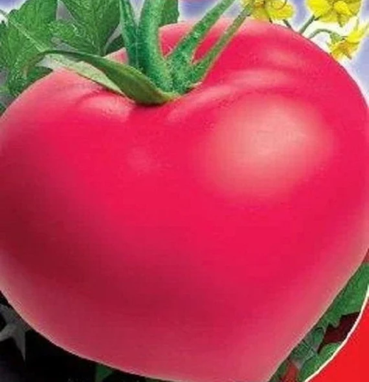 Seeds Tomato American Heart Mid-Ripe Juicy Tasty Vegetable Seeds From Ukraine