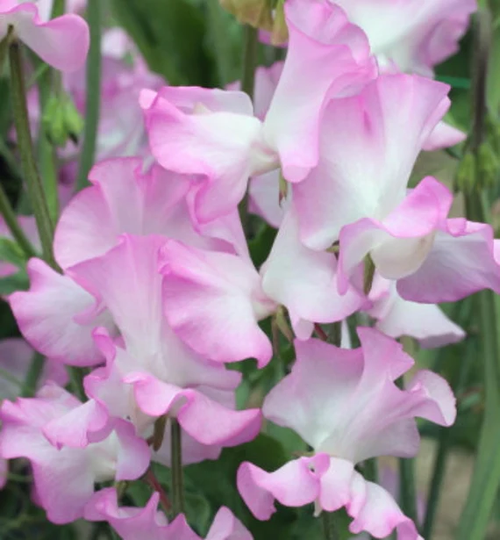 25 Organic Seeds Gwendoline One Of Most Beautiful Sweet Peas Duftwicke Samen Somen Zaad Zaden Semi Sementi Sementes Siemenet Graines Nasiona