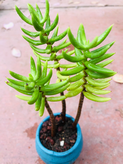 Pine Tree Succulent Live Rooted