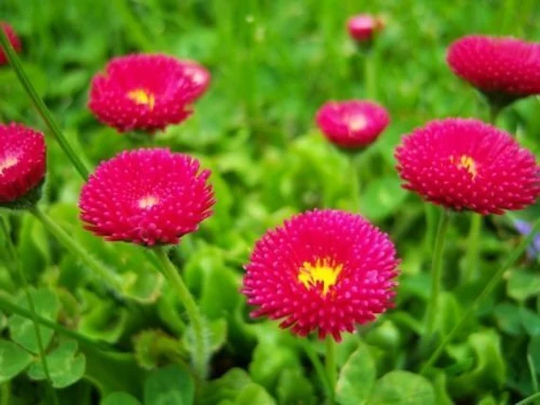 Daisy English - 500 Seeds Pomponette Red Bellis Perennis
