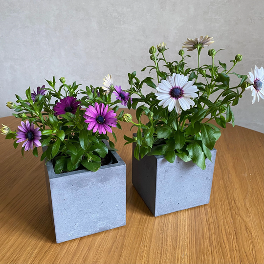 Set Of 2 Concrete Planters Cube