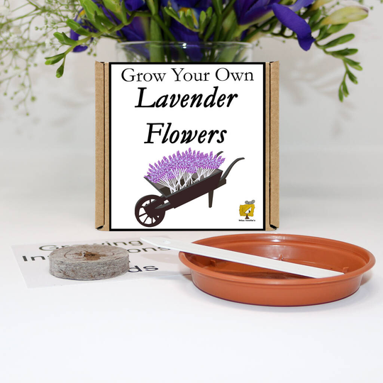 Grow Your Own Lavender Flowers Gift Set