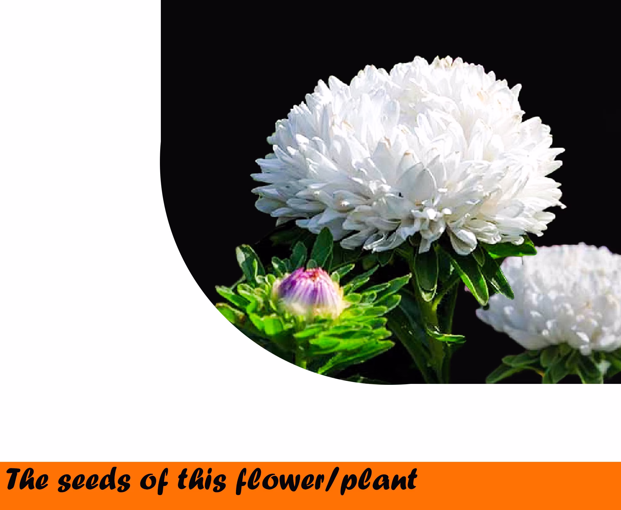China Asters Peony Flowered Mix 0, 5.g ~220 Seeds