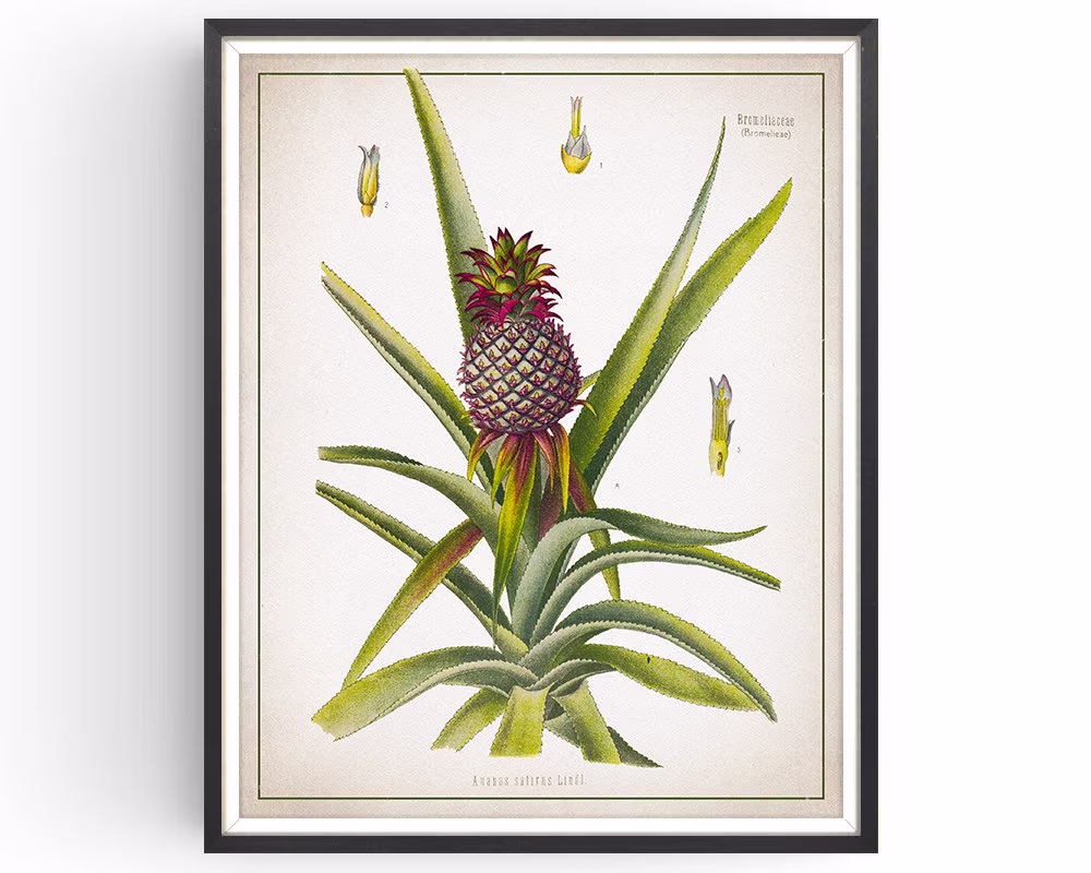 Pineapple - Botanical Print Vintage Tropical Fruit Art Medicinal Plant Botany Kitchen Decor Unframed