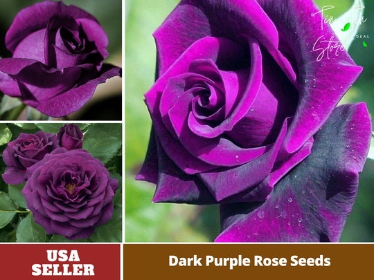 30 Rare Seed-Dark Purple Rose Seeds - Perennial -Authentic Seeds-Flowers -Organic. Non Gmo -Vegetable Seeds-Mix Seeds For Plant-B3G1#1085