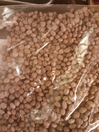 Tatarian Dogwood Tree Seeds