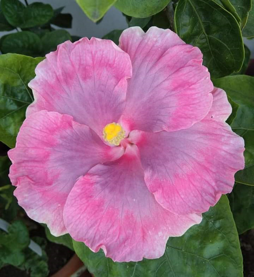 Hibiscus