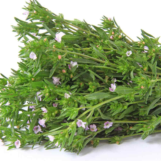 100 Seeds - Organic Summer Savory Herb SeedsJ083-Satureja Hortensis