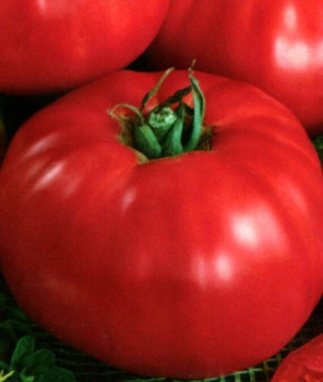Seeds Tomato Sugar Pudovichok Mid-Early Large Juicy Tasty Vegetable Seeds From Ukraine