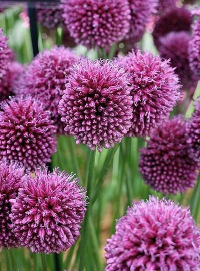Allium Seed Species Varieties Acutiflorum Ampeloprasum Commutatum Cristophii Sphaerocephalon Pink Purple Globe Flower Hardy Bulb Pollinator