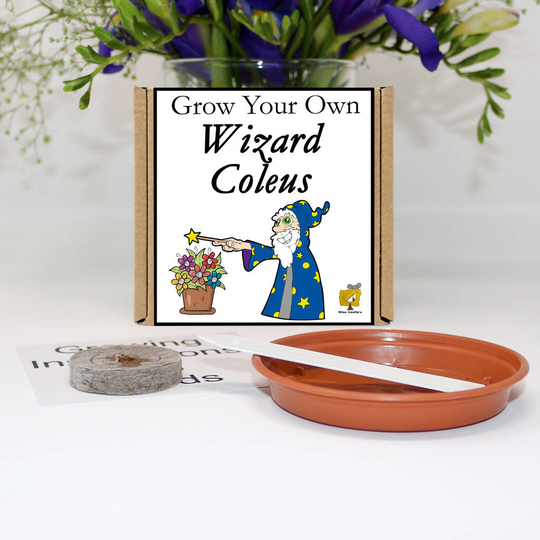 Grow Your Own Wizard Coleus Plant Gift Set