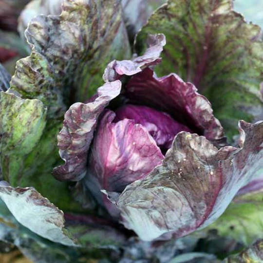Cabbage Red Kalibos Organic Seed 50