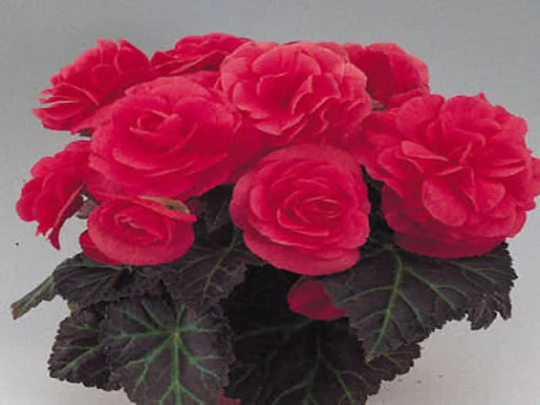Begonia Seeds Nonstop Mocca Pink 100 Thru 500 Pelleted