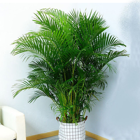 Dypsis Lutescens X5 Seeds, Attractive Palm, Indoor Foliage House Plant