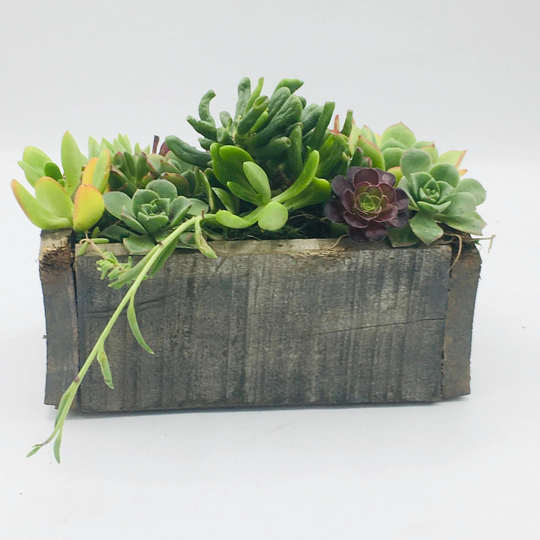 Reclaimed Wood Planter With Succulents