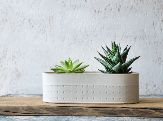 White Ceramic Planter, Large Succulent Planter, Modern Indoor Oval Indoor Gardening, Gardening Gift
