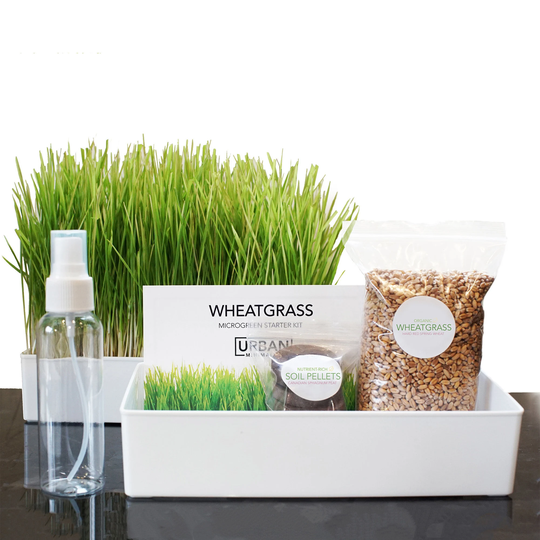 Wheatgrass Growing Kit, Organic Superfood, Grow 4 Portions, Wheat Grass Starter Cat Window Garden Kit