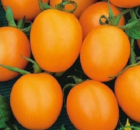 Seeds Tomato De Barao Giant Orange Mid-Late Fragant Juicy Tasty Vegetable Seeds From Ukraine