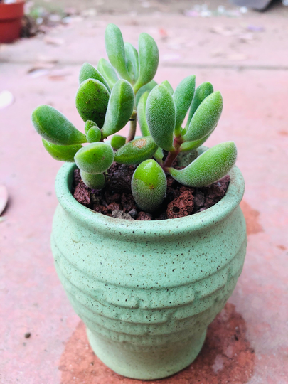 3 Crassula Rogersii Live Rooted
